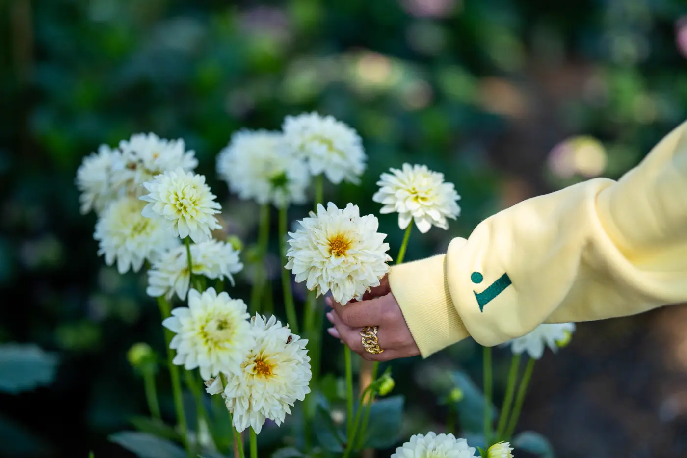 Yellow sleeve reaching a dahlia bloom