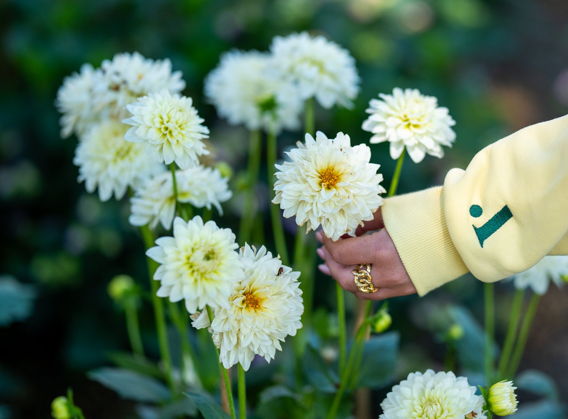 Dahlia bloom in the cutting garden